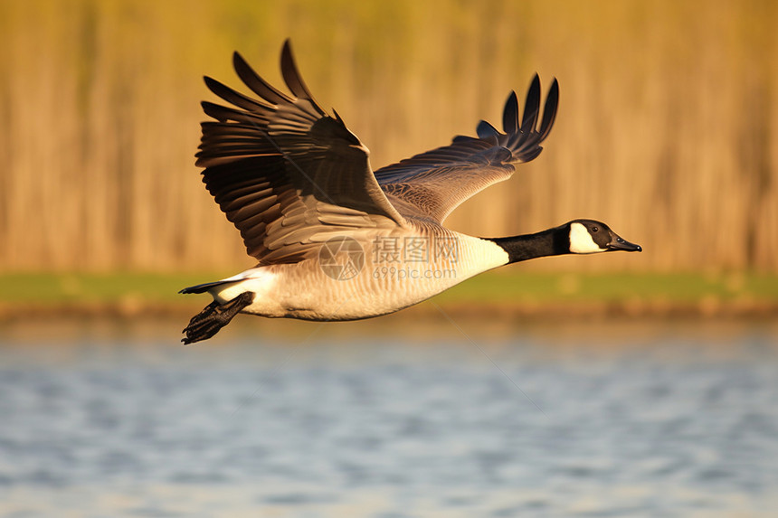 淡水湖上飞翔的喙鸟图片