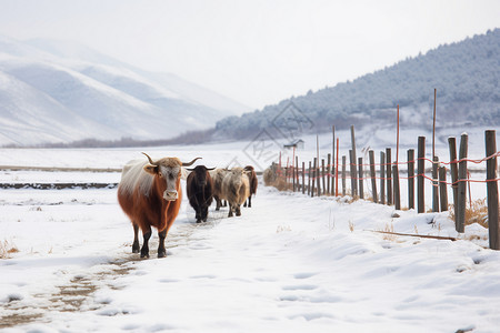 冰雪天脊田园高清图片