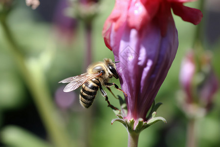 植物上采蜜的蜜蜂图片