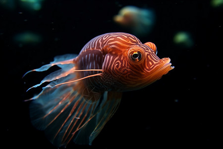 海水鱼水下的海洋生物背景