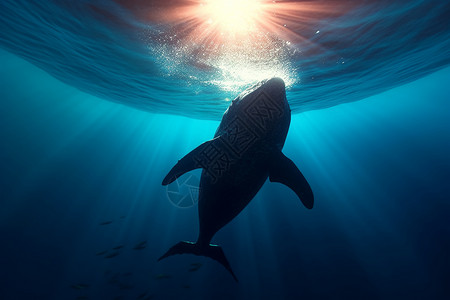 呷哺呷哺海洋里的哺鲸鱼背景