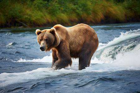 在水中玩耍的棕熊高清图片