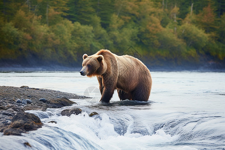 阿拉斯加棕熊图片