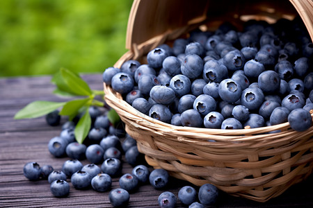 蓝莓浆果图片