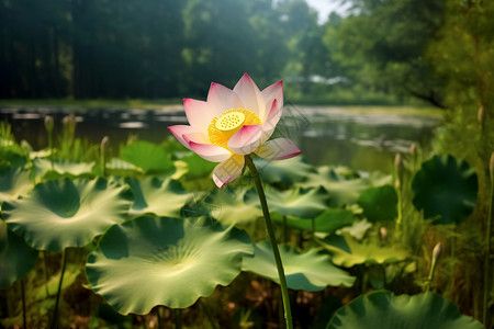 夏季的莲花池塘芦苇高清图片