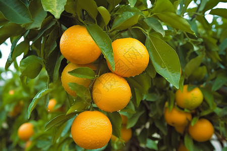 成熟的橘子图片