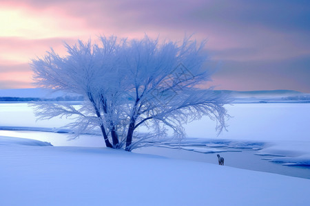 雪地里的一棵树高清图片
