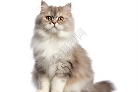 可爱的长毛猫背景图片
