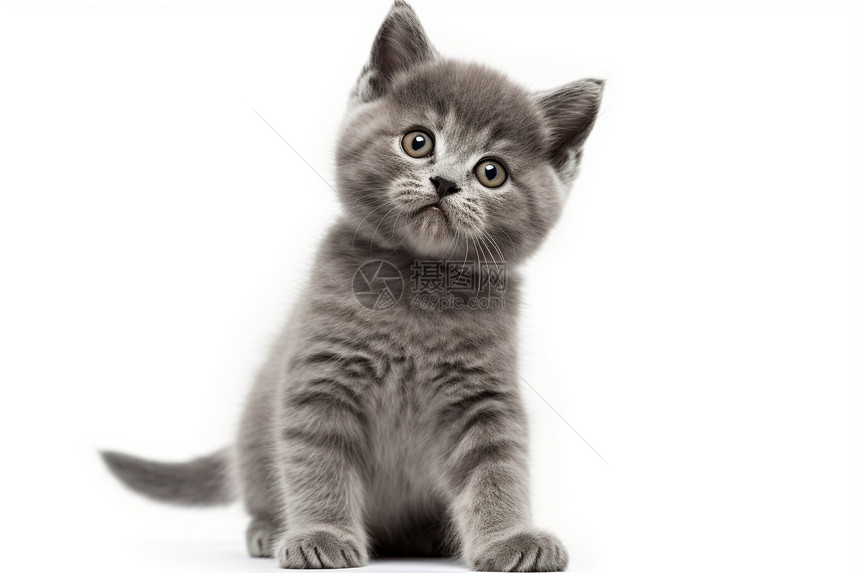 灰色的小英国猫图片