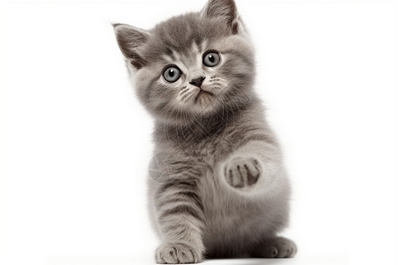 可爱的的小英国猫图片