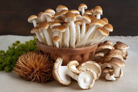 美味的蘑菇美味牛肝菌高清图片
