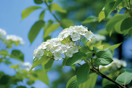 木本白色的小花背景