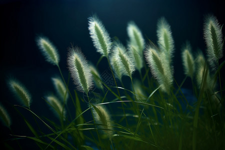 狗尾草晚风中的狗尾巴草背景