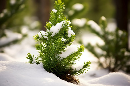 冰雪覆盖的松树林图片