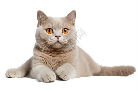 乳白色的猫咪背景图片