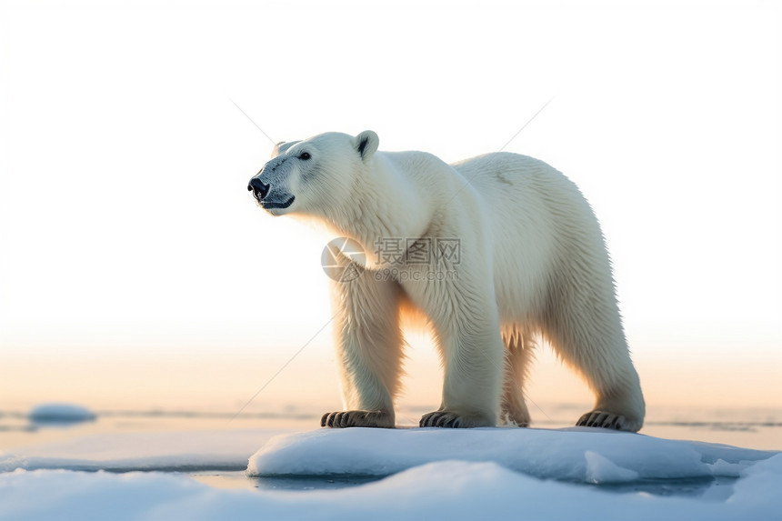 白色的北极熊图片
