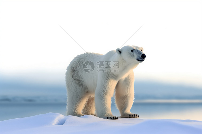 孤独的北极熊图片
