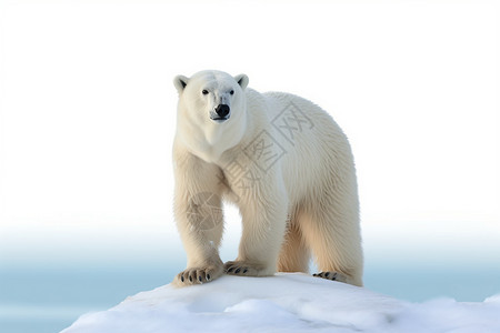可爱白熊插画可爱的北极熊背景