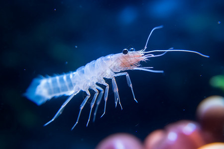 热带动物白色游泳的小虾背景