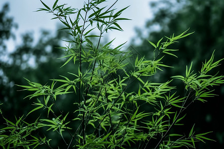 竹丛绿色的植物背景