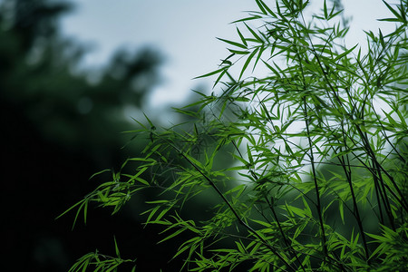 竹丛素材高清竹叶的特写镜头背景
