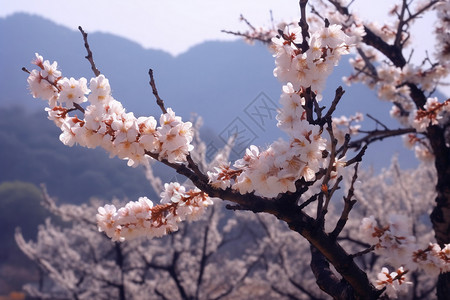 杏花的特写镜头背景图片