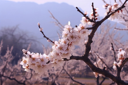 春天盛开的杏花背景图片