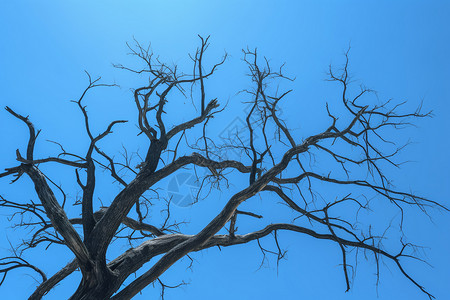 枝干蜿蜒树蓝天下的树枝背景