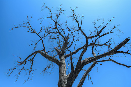 死树的树枝背景图片