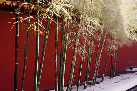 冬天里的红墙绿竹图片