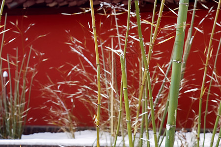 雪压竹子红墙绿竹背景