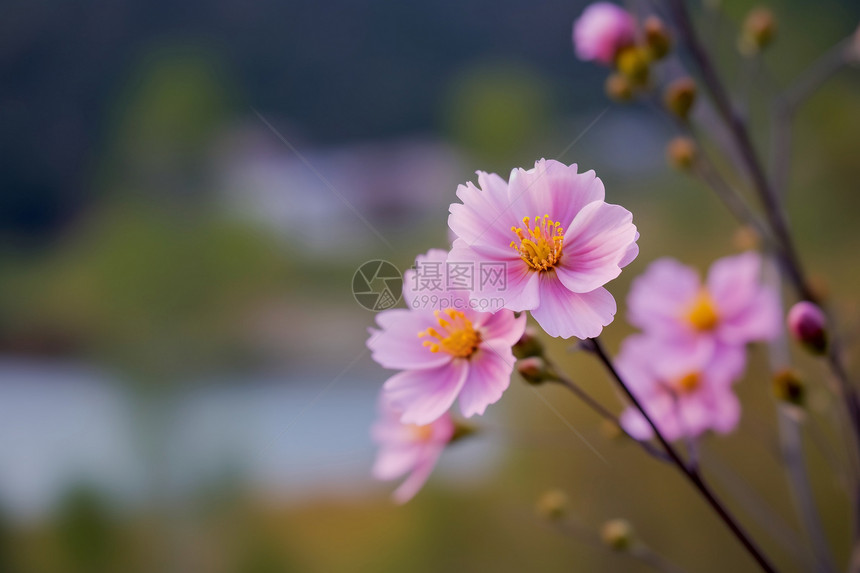 格桑花特写镜头图片