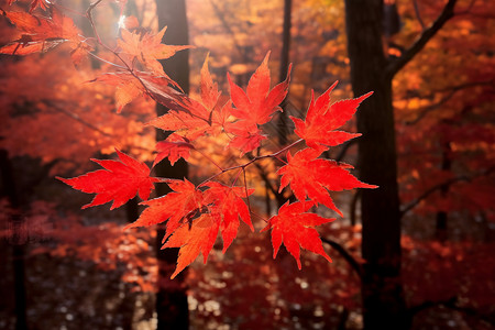 秋天的颜色颜色枫树高清图片