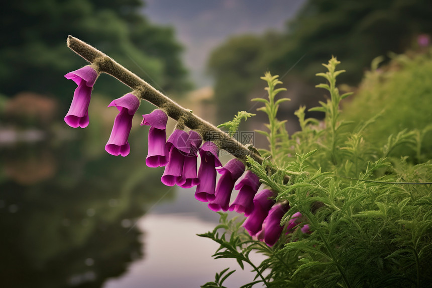 紫色的植物花朵图片