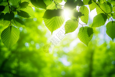 绿色的叶子背景图片