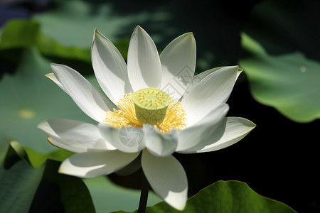 池塘盛开的白莲背景图片