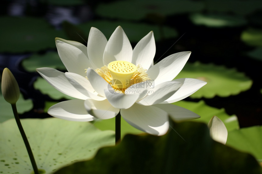 池塘里的莲花图片