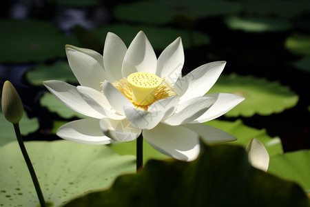 池塘里的莲花图片