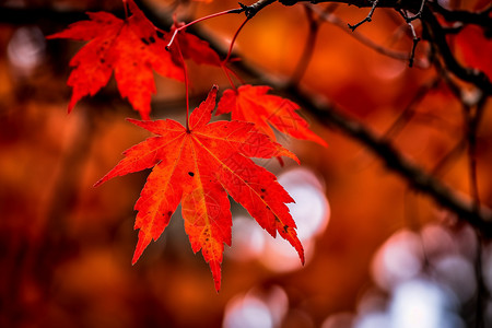 秋天枯萎凋零的树木图片