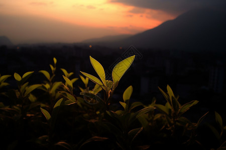 山地灌木素材叶子的特写背景