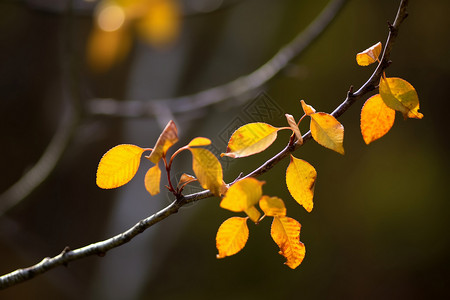 秋日里的树枝背景图片