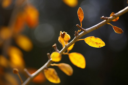 秋天的树枝图片