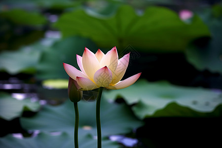 夏季池塘里的荷花图片