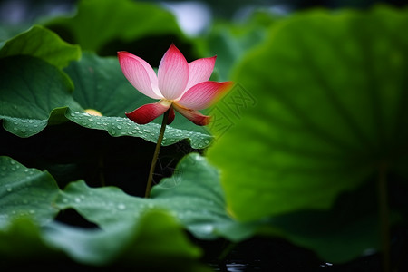 夏季池塘里的荷花高清图片