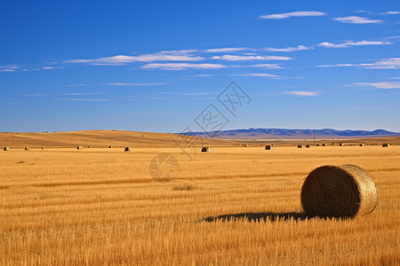 秋天的草原背景图片