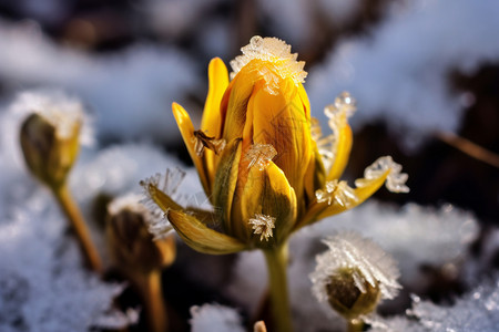 立冬时节霜花多花朵上的霜花特写背景
