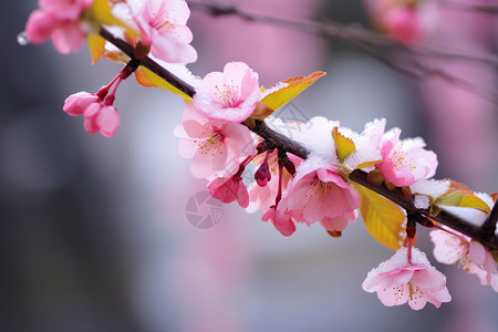 峨眉雪芽盛开的桃花设计图片