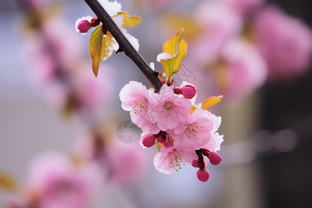 雪树的特写早春的桃花设计图片