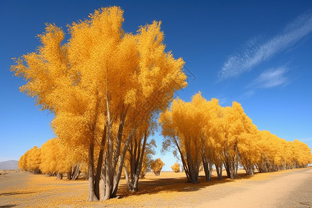 秋日里的树木图片