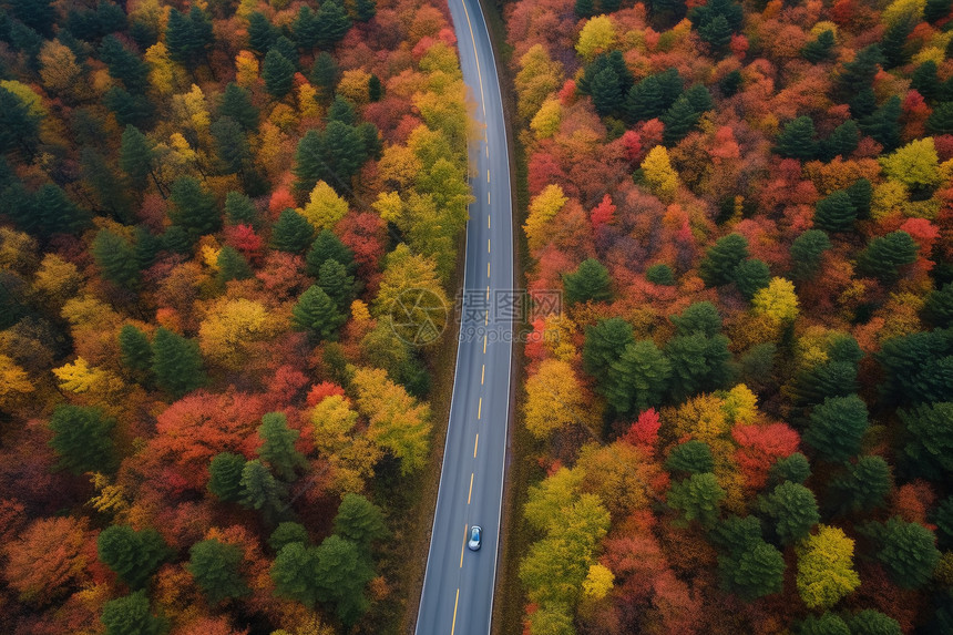 树林中的公路图片